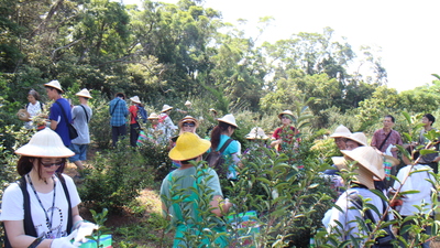 淡水農村採茶籽之旅